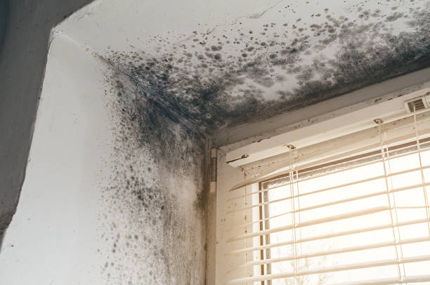 Trusted Attic Mold Removal service in Rogers, TX - Cheap Mold Removal