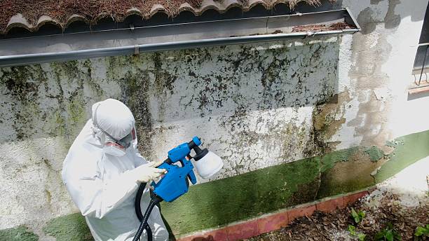 Trusted Mold Removal service in Rogers, TX - Cheap Mold Removal